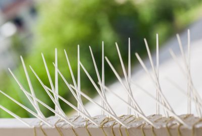 Bird Spike Installation Cost — Cost of Bird Spike Installation