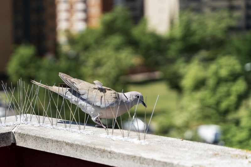Bird Spike Installation Cost — Cost of Bird Spike Installation
