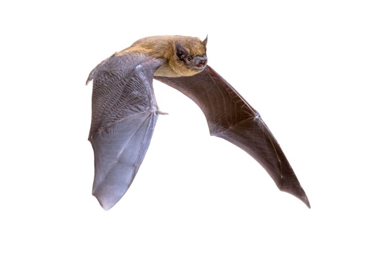 Common Bird And Bat Infestations Found In Buildings