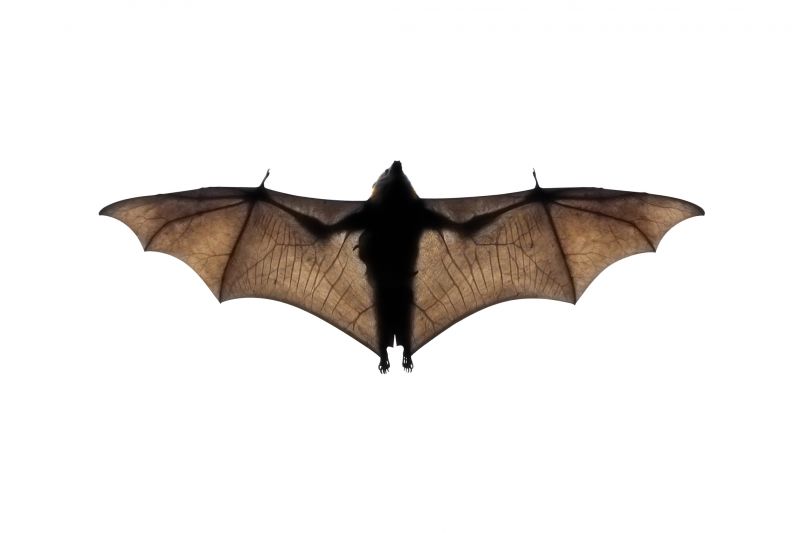 How Birds And Bats Impact Commercial Buildings And Facilities
