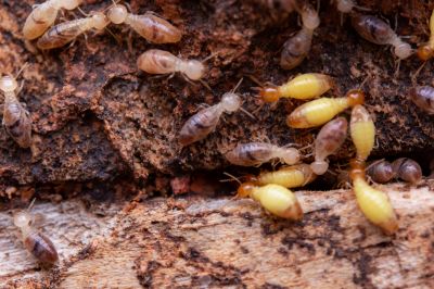 Termites