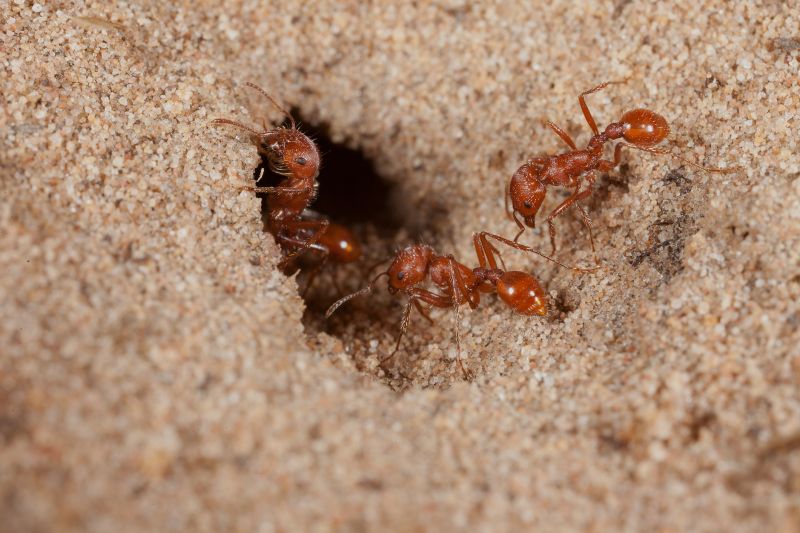 Red Ant Extermination in New Braunfels, TX