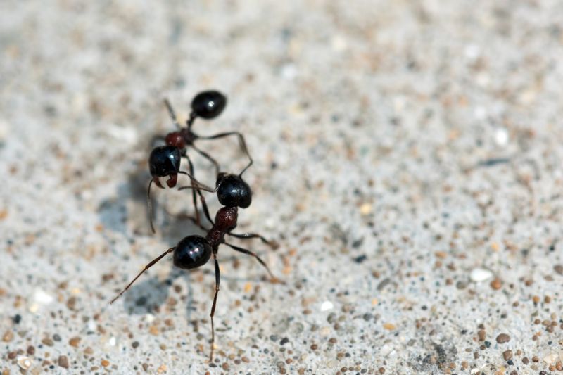 Velvet Ant Extermination in Fort Worth, TX